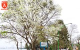 Hà Nội đẹp dịu dàng trong sắc trắng hoa sưa